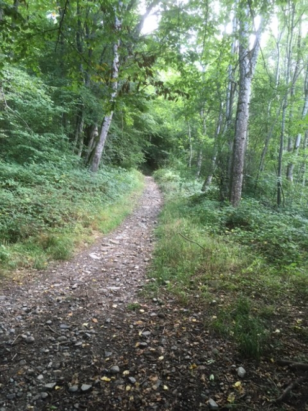 Forêt du Samedi 5 Septembre